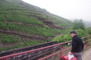 Brian thought grapes would grow well in Ireland because they thrive best in conditions where they suffer