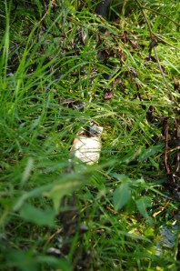 A fish supper for our slippery friend
