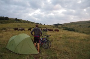 Good morning Horse(s)!