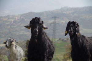 A Russian stand-off, mountain goat style