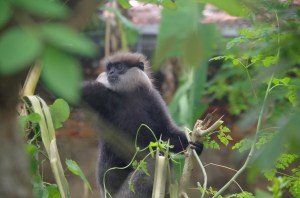Cheeky monkies abound in Sri Lanka 