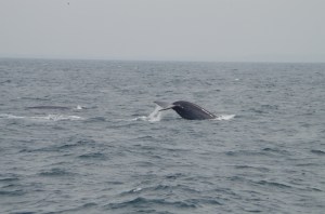 Donkey, horse and the whale