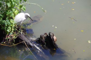 Russian stand-off terrapin style