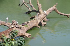 A popular sun-bathing spot 