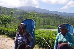 Striated tea hills and a hot days work