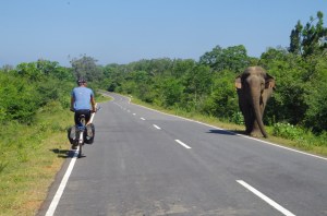 Wild elephants take on the donkey musk 