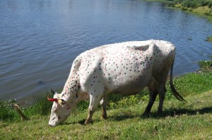 Safe from extra value meals, a happy Hindu cow.