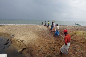 Fisherman dragging their catch in from the beach 