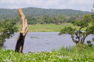 Lake and no croc...maybe a slight stretch for Hampstead Heath lookalike 