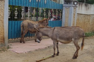 The donkeys have seen better days in Mannar