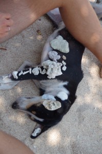 Stray Dog and Shell art. A popular Andaman Island hobby