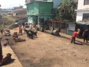 Meat Thursdays in Action.  A pig  being prepped stage right and the next on the menu, stage left!