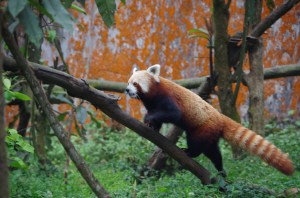 Red Panda cuteness