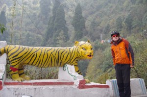 An angry Bengal Tiger takes on the mighty Horse