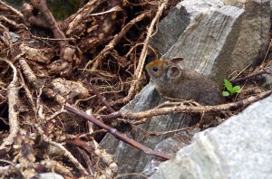 A friendly Mika hiding in the Valley