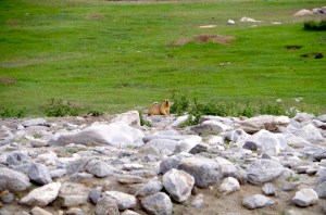 A hungry (chubby) marmot