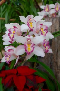 Festive Poinsettias and Orchids grow wild in Northern Thailand