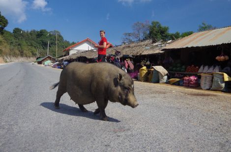 There's pork on every corner in the Laos diet, pot-bellied the preference!