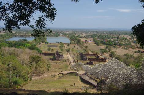 Vat Phou from the summit, Frangipani trees in white bloom 