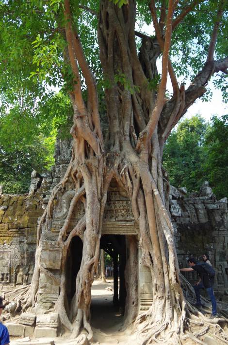 Nature Vs Ruins at Ta Prohm