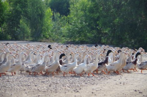 Ducks on the move from one canal to the next