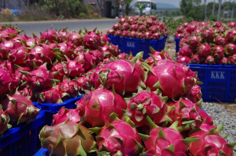 A colourful Dragon Fruit harvest