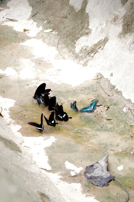 Butterflies as big as your hand (though we forgot the hand for scaling purposes ;))