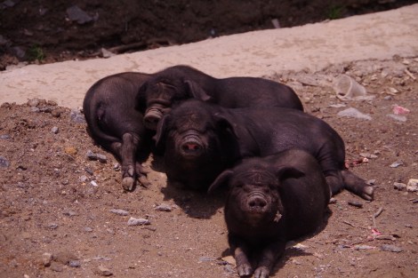 Four little piggies having a rest from the chasing children