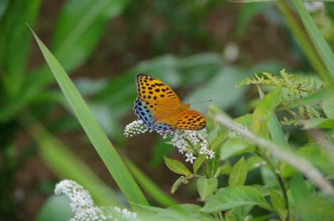 Butterfly magic back on the road