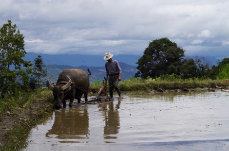 Bucolic fever in Yunnan