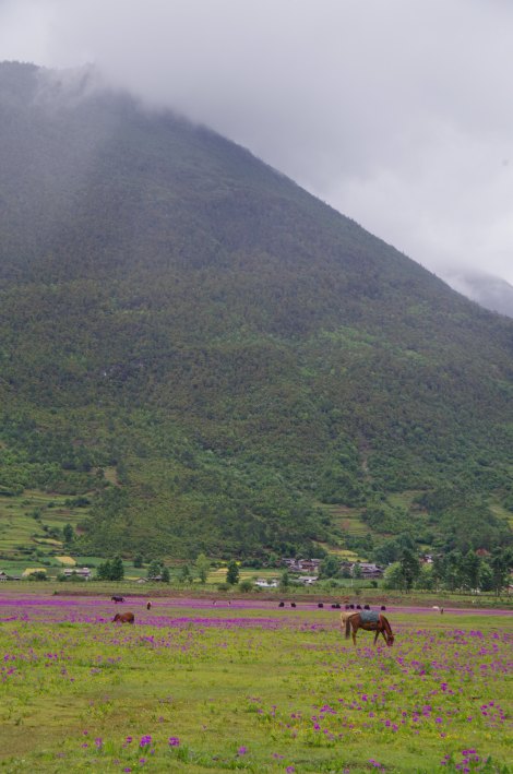 Purple haze across the meadows of Wenhai