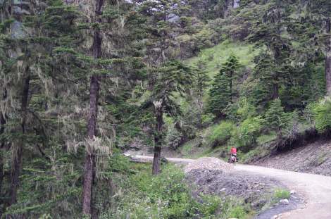 Ghostly moss covered tress on our first ascent
