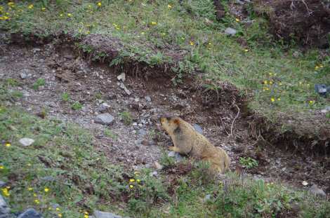 And the odd marmot