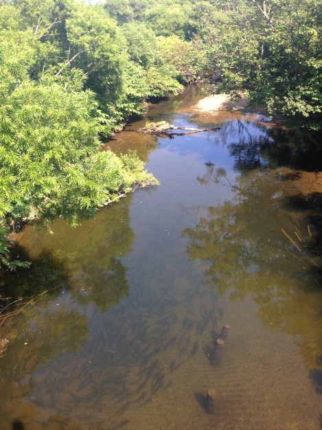 Shoals of spawning (plump and juicy) salmon, if only we had a net handy!