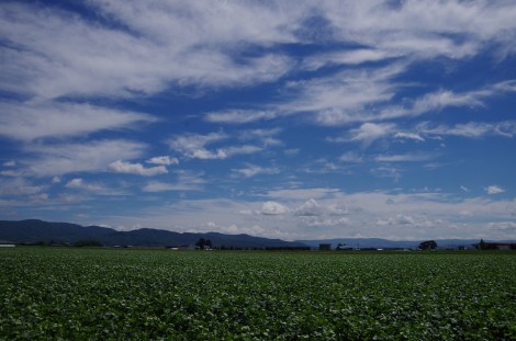 Open and perfect farmland