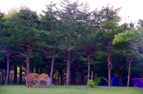 Friendly deer sharing the campsite in Wakkanai