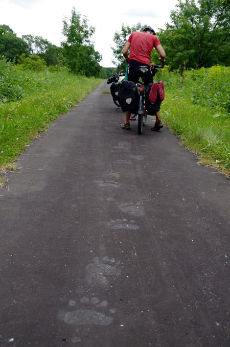 BIG (hopefully not hungry) bears