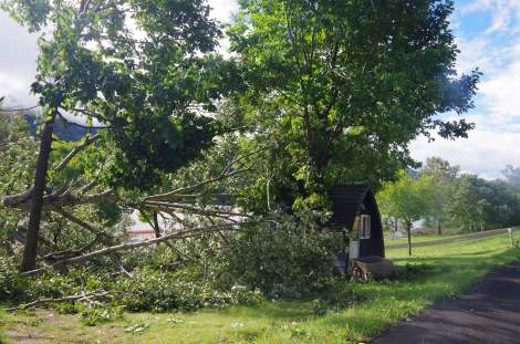Close encounters with a Japanese Oak