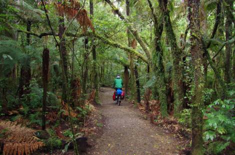 Entering the Timber Trail things get a little Tolkein'esque
